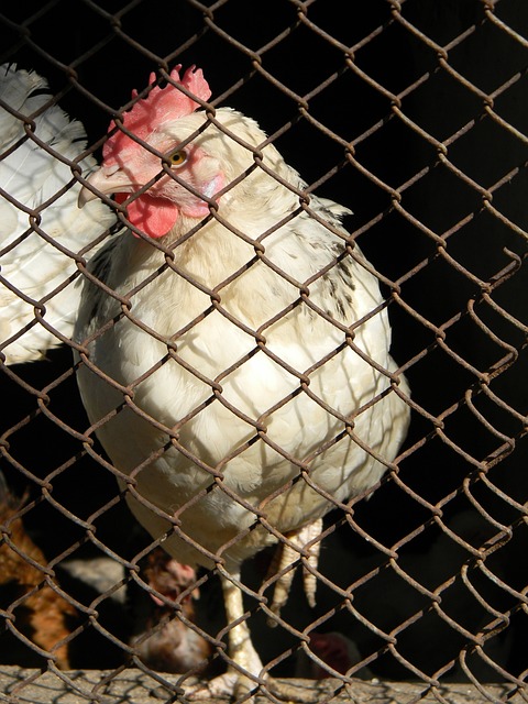 为今后的比 为今后的比